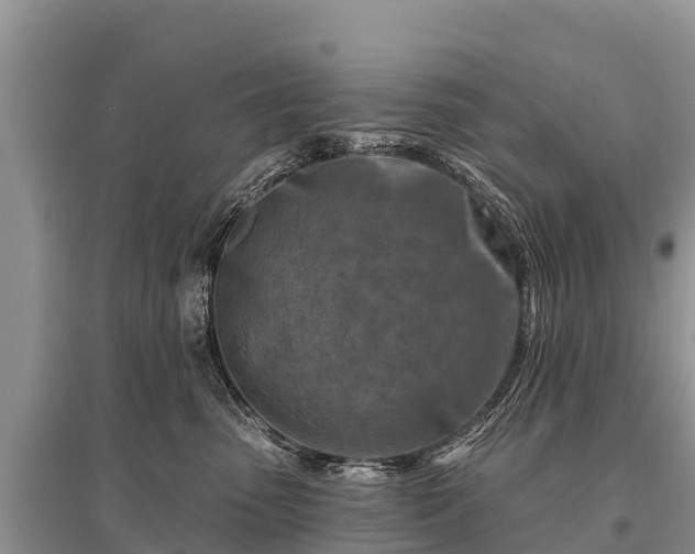 X0000096190475200801251244