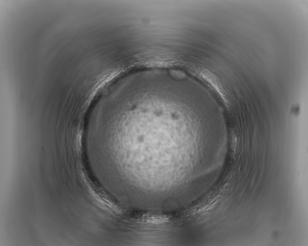 X0000096190491200801251244