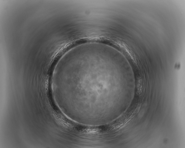 X0000096190495200801251243