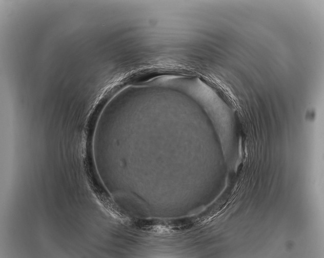 X0000096190496200801251243