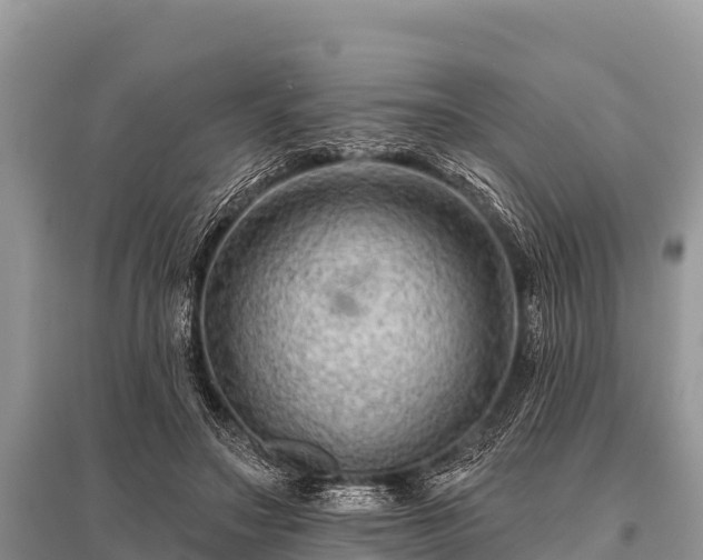 X0000096190499200801251243