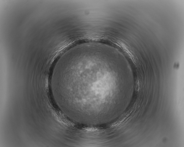 X0000096190500200801251243