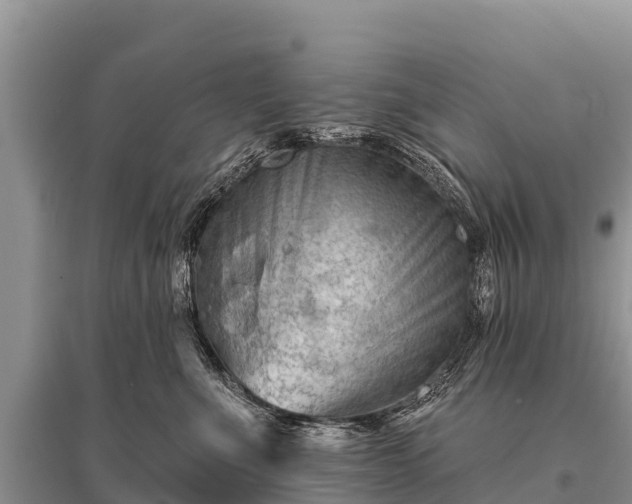 X0000096190523200801251243