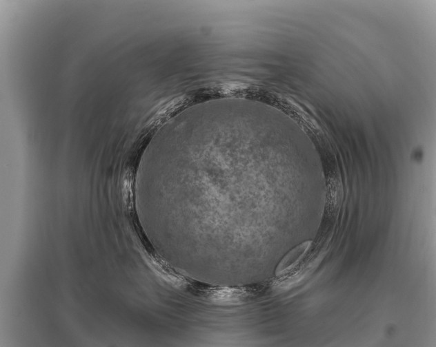 X0000096190527200801251243