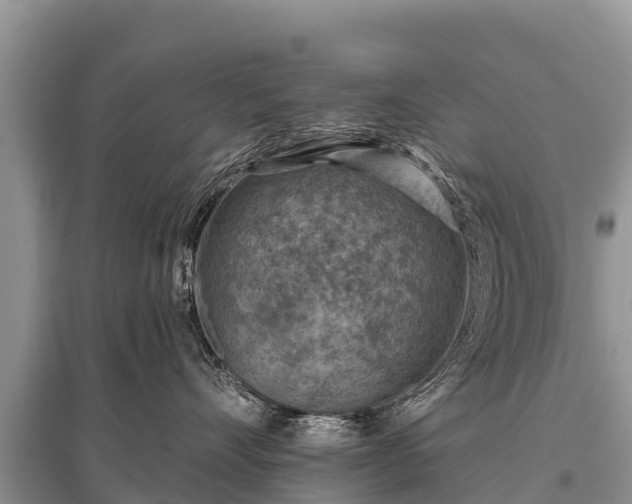 X0000096190528200801251243