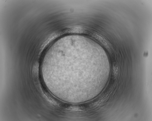 X0000096190534200801251242