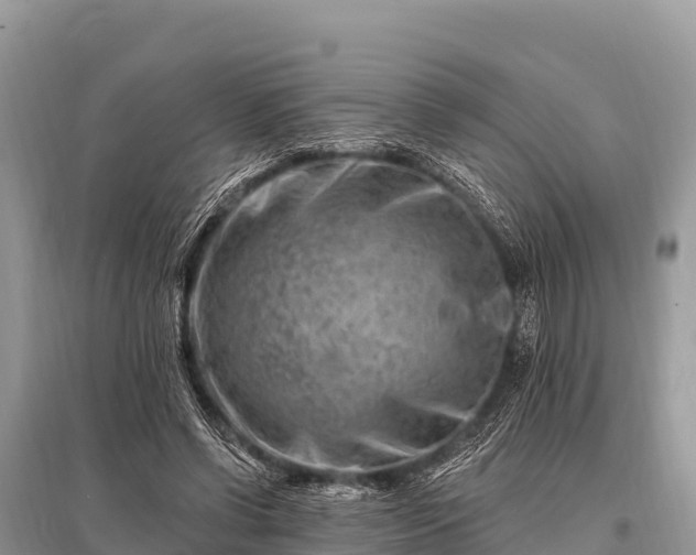 X0000096190542200801251243