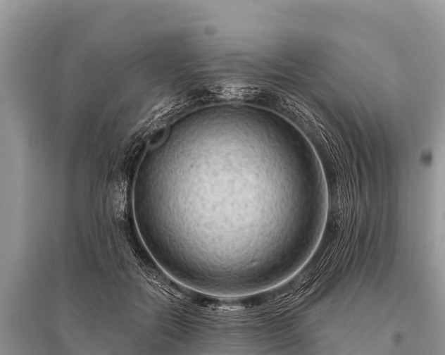 X0000096190554200801251243