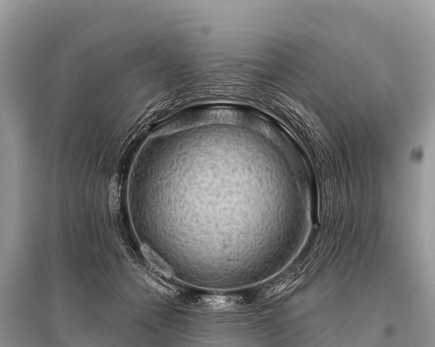 X0000096190558200801251243