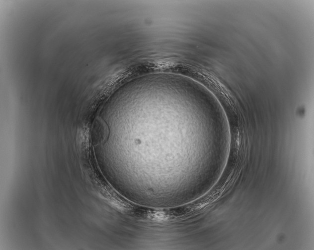 X0000096190565200801251243