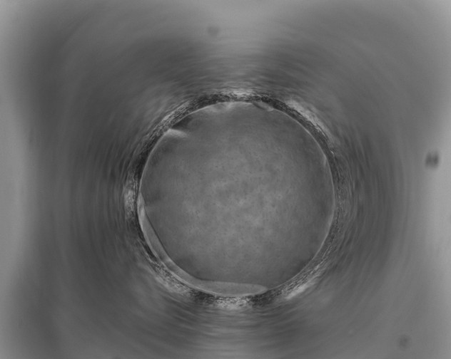 X0000096190576200801251243