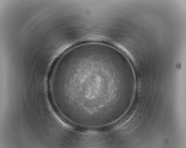 X0000096190581200801251242