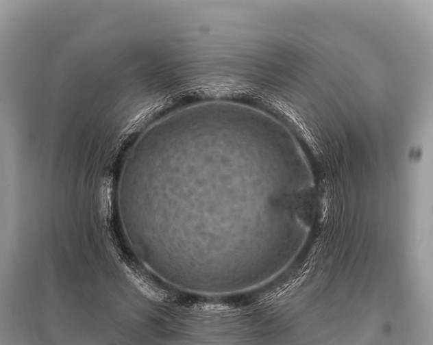 X0000096190590200801251242