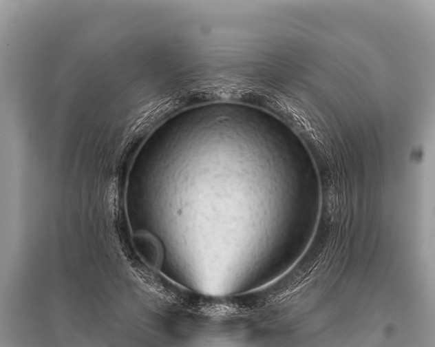 X0000096190594200801251242