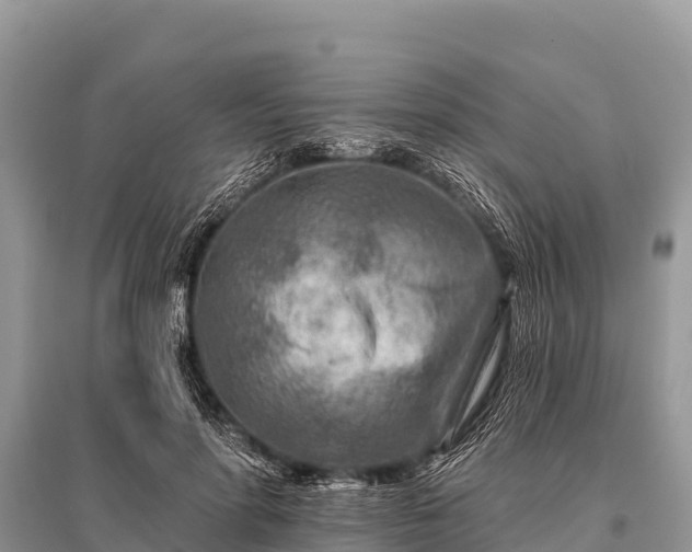 X0000096190598200801251242