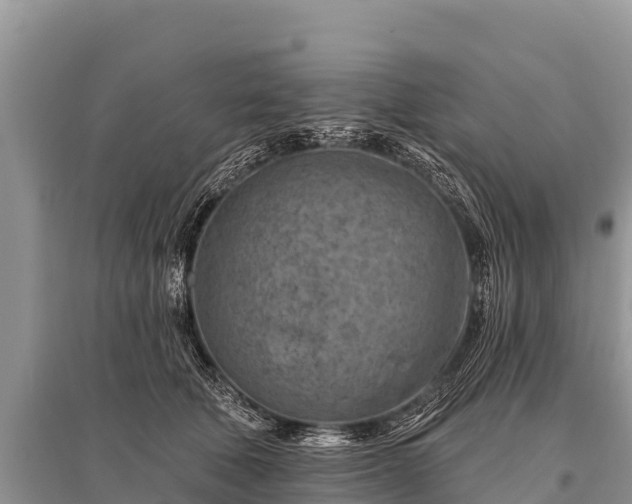 X0000096190610200801251242
