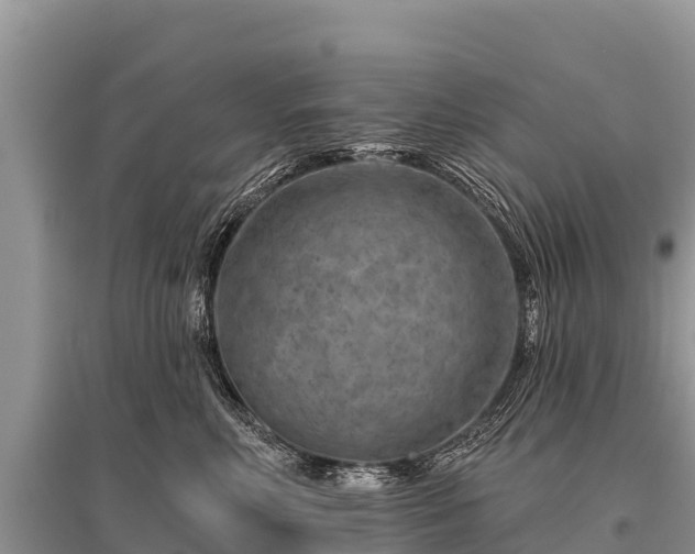 X0000096190618200801251242