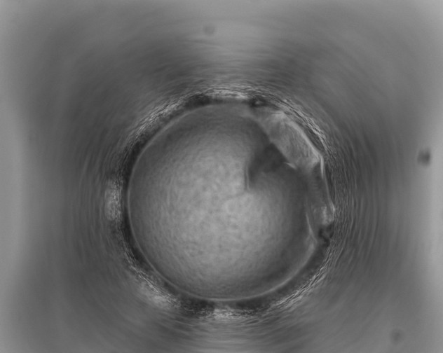 X0000096190641200801251241
