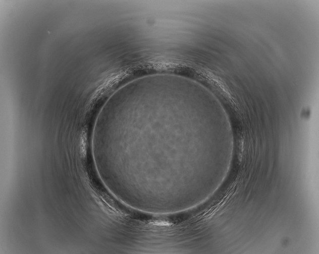 X0000096190644200801251241