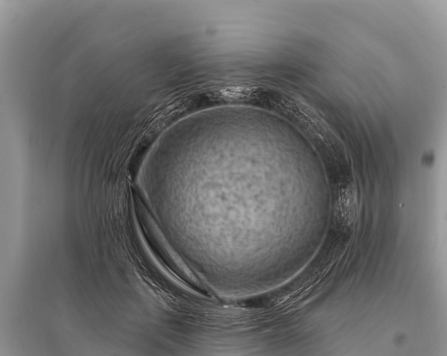 X0000096190651200801251241