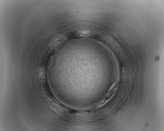 X0000096190653200801251241