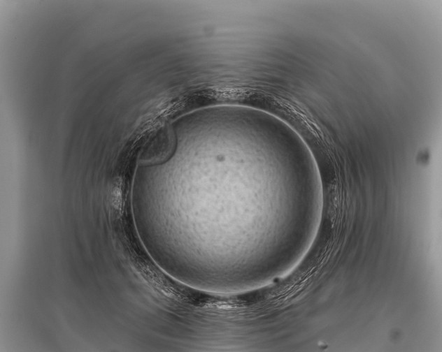 X0000096190655200801251241