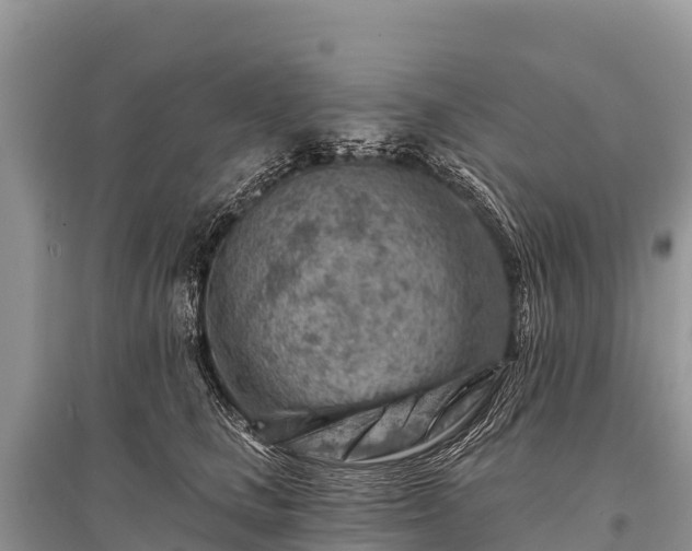 X0000096190661200801251241