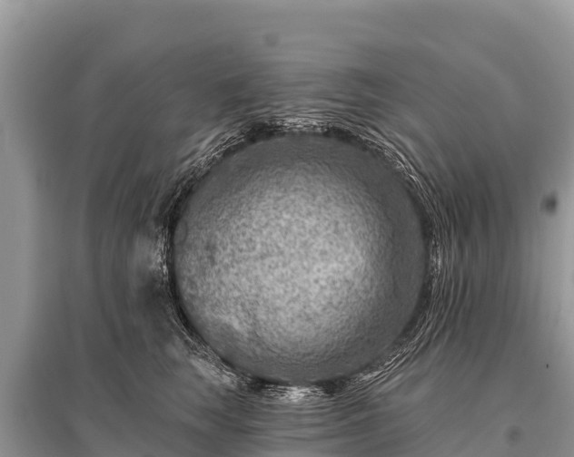X0000096190663200801251241