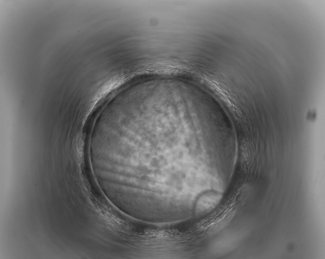 X0000096190679200801251241