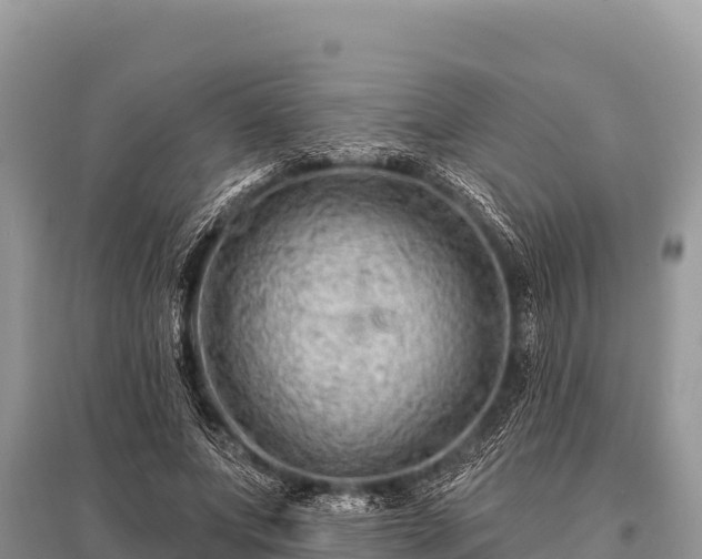 X0000096190687200801251241