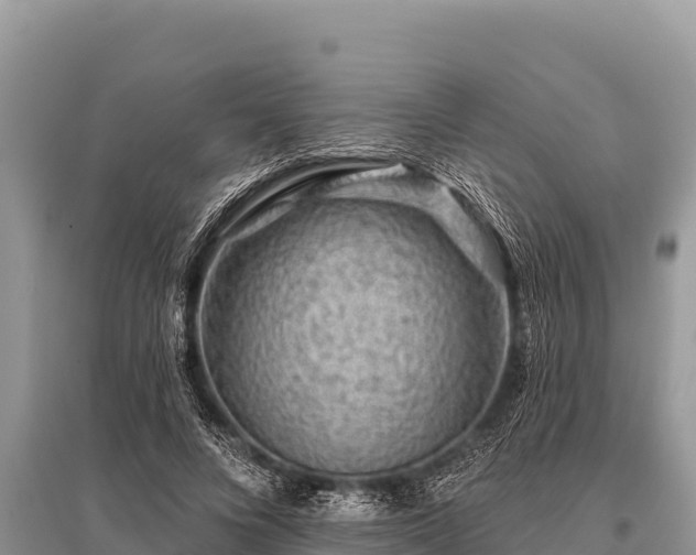 X0000096190688200801251241
