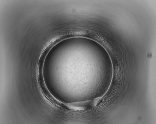 X0000096190726200801251239