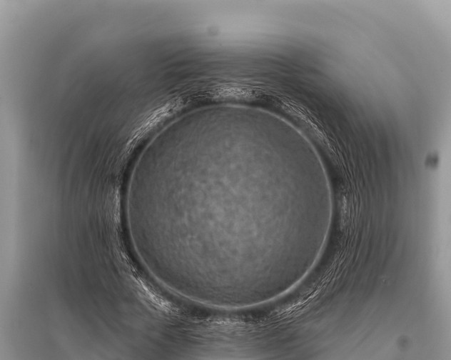 X0000096190729200801251239