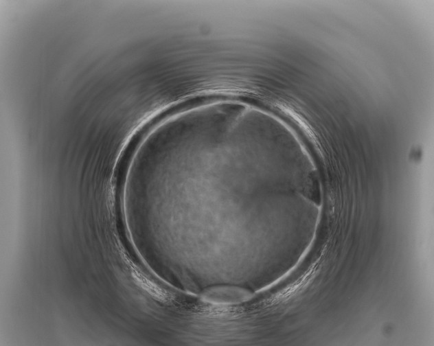 X0000096190779200801251239