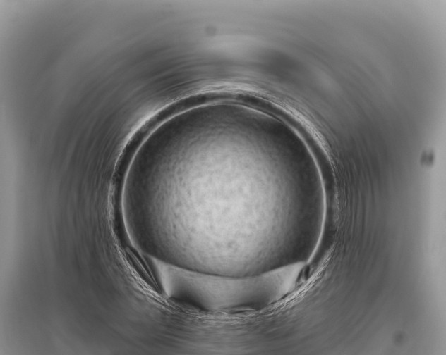 X0000096190783200801251239