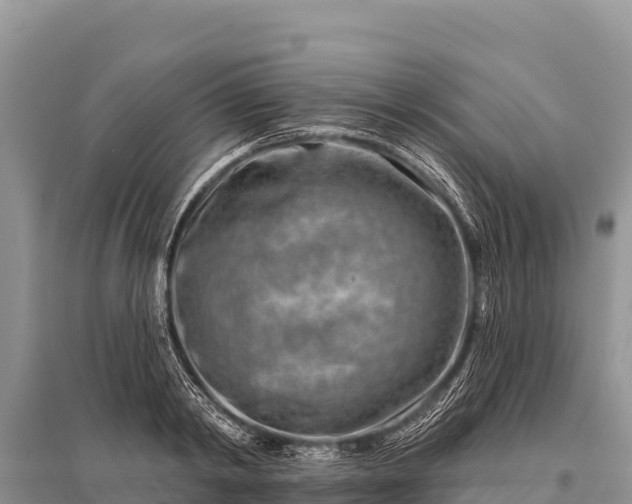 X0000096190798200801251239