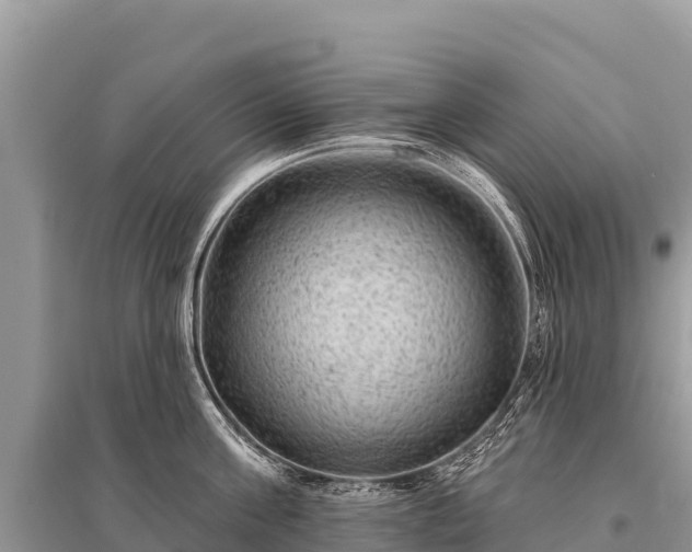 X0000096190811200801251239