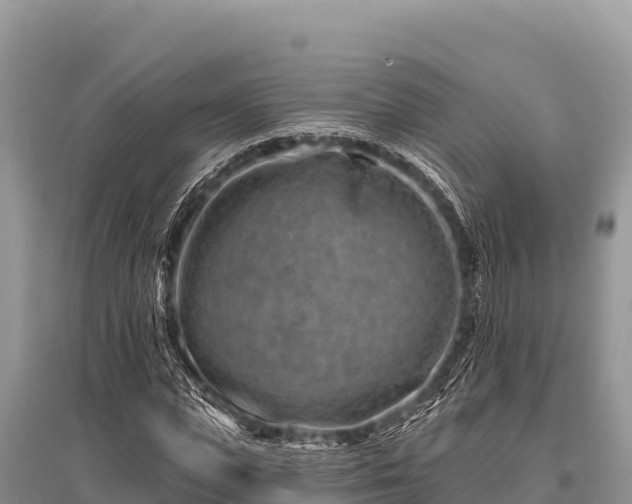X0000096190823200801251238