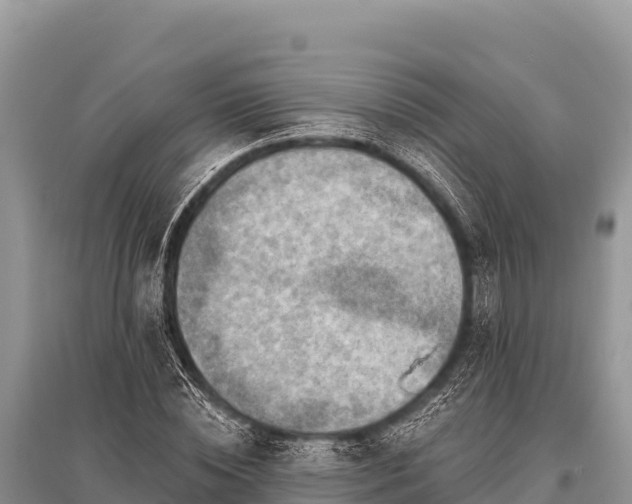X0000096190828200801251238