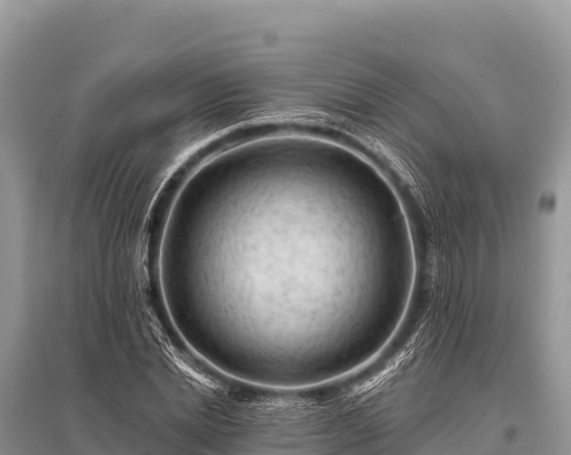 X0000096190830200801251238