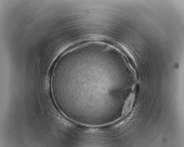 X0000096190835200801251238