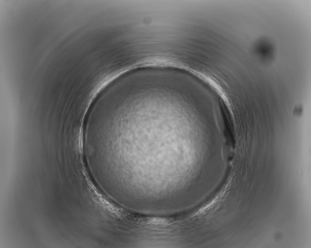 X0000096190839200801251238