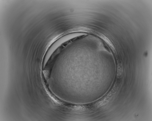 X0000096190850200801251238