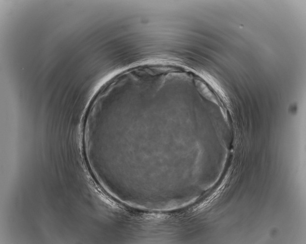 X0000096190854200801251238