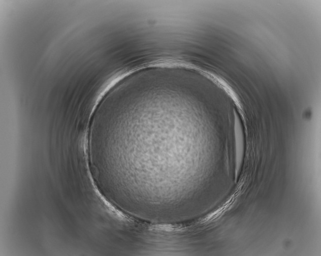 X0000096190855200801251238