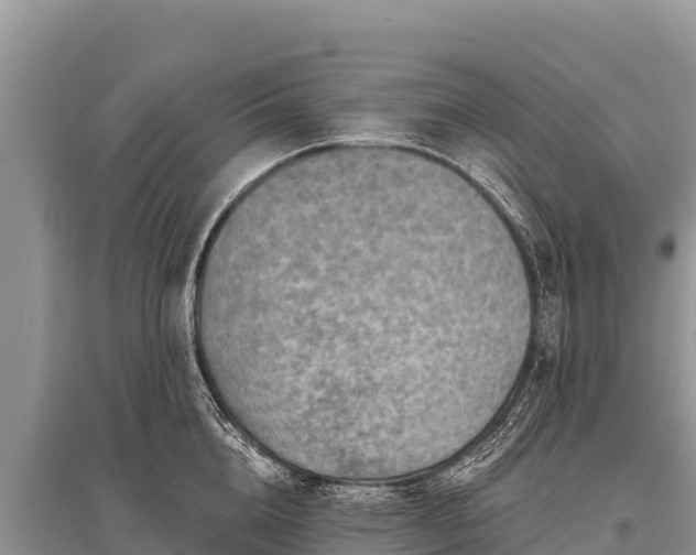 X0000096190856200801251238