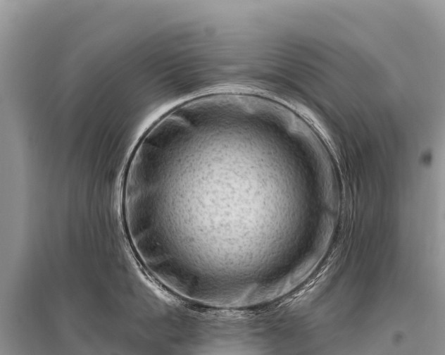 X0000096190862200801251238