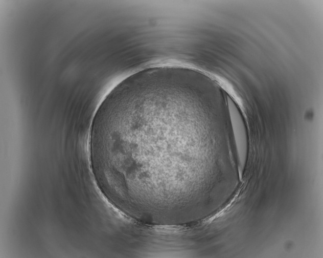 X0000096190863200801251238