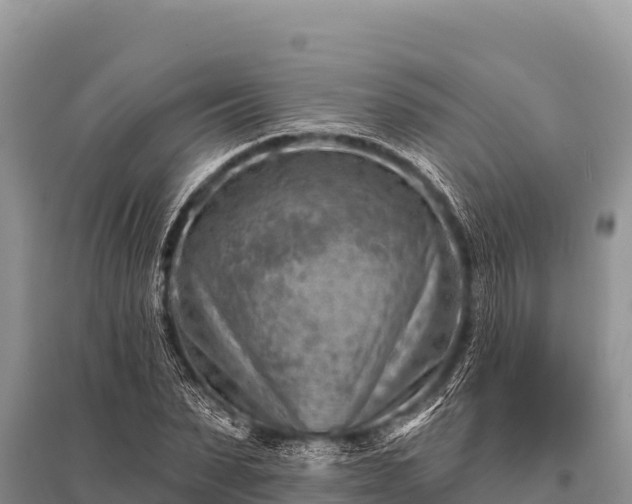 X0000096190879200801251237