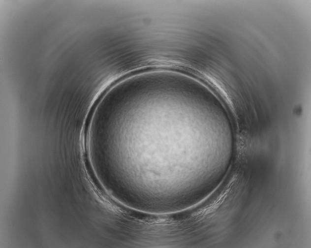 X0000096190891200801251237